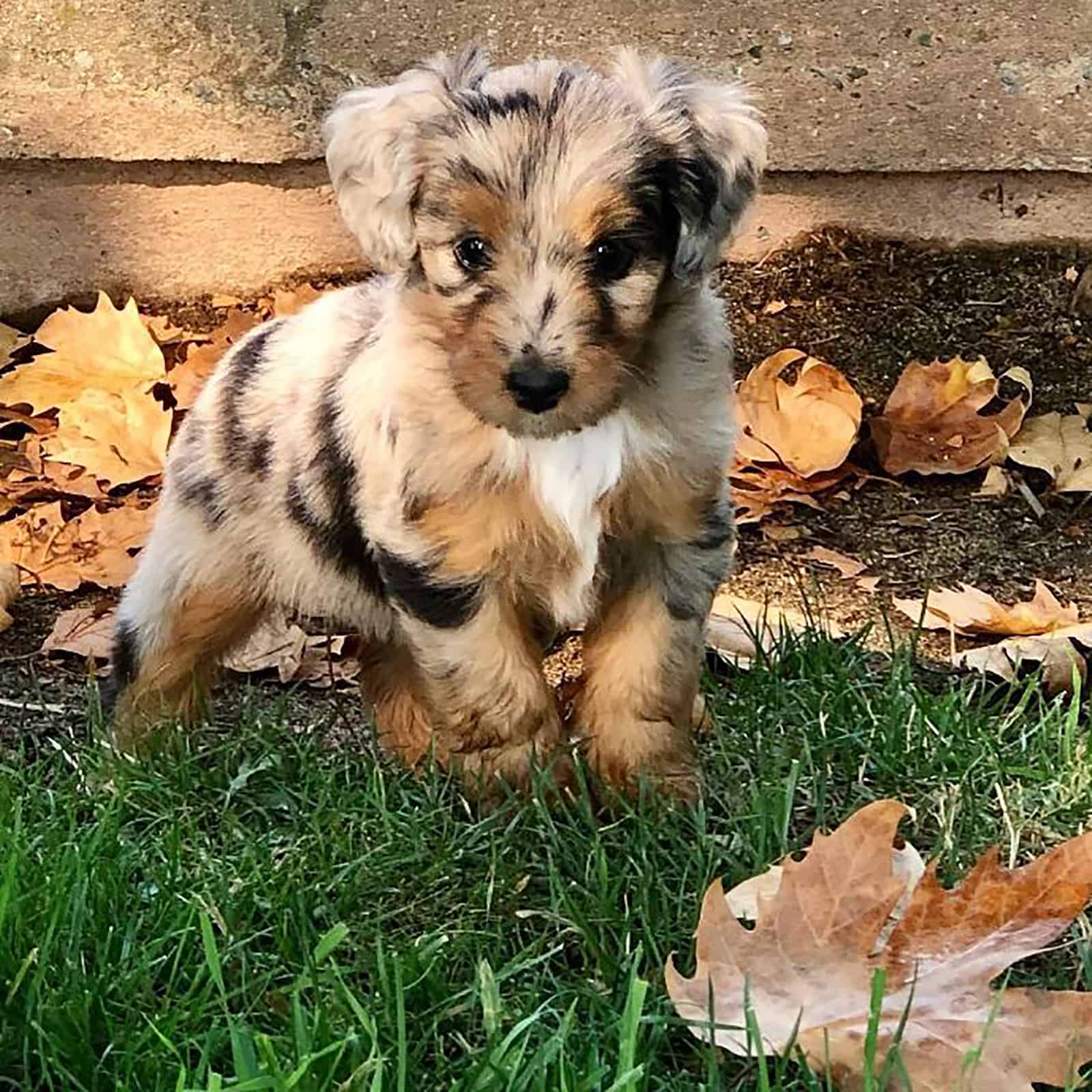toy aussiedoodle puppy standing in the grass in the yard