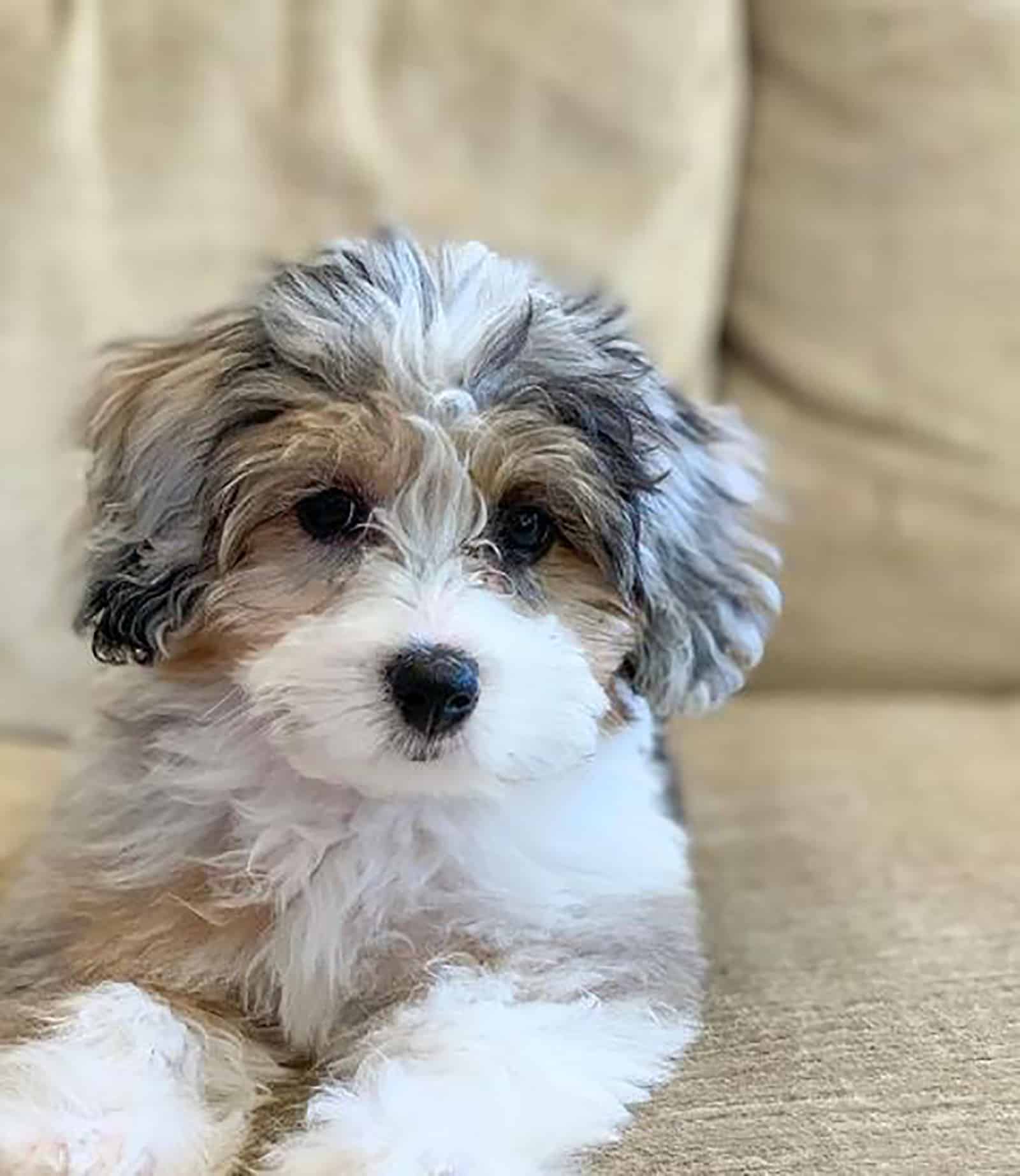 toy aussiedoodle sitting on the couch and looking into camera