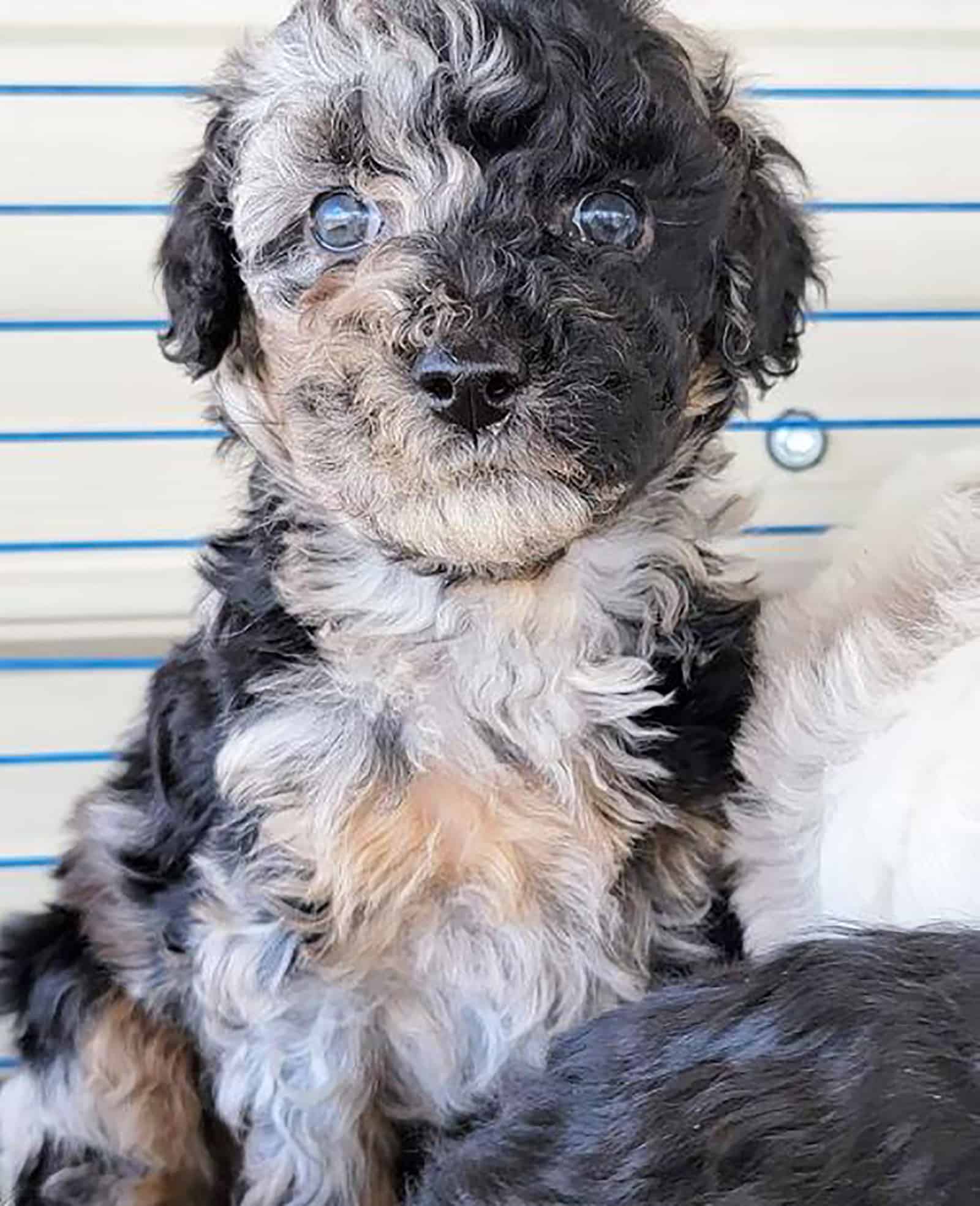 toy aussiedoodle dog