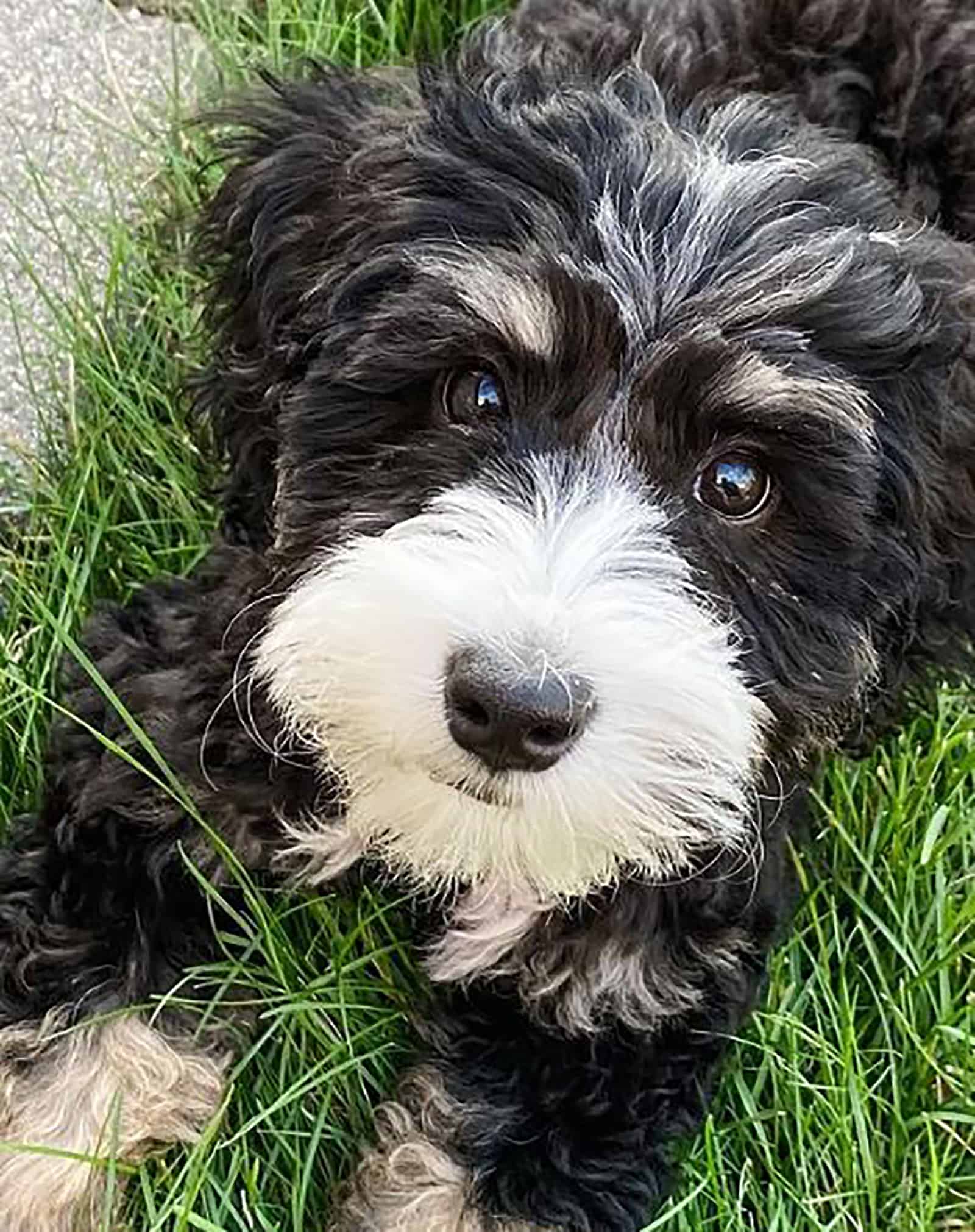 toy bernedoodle looking into camera while lying in the grass