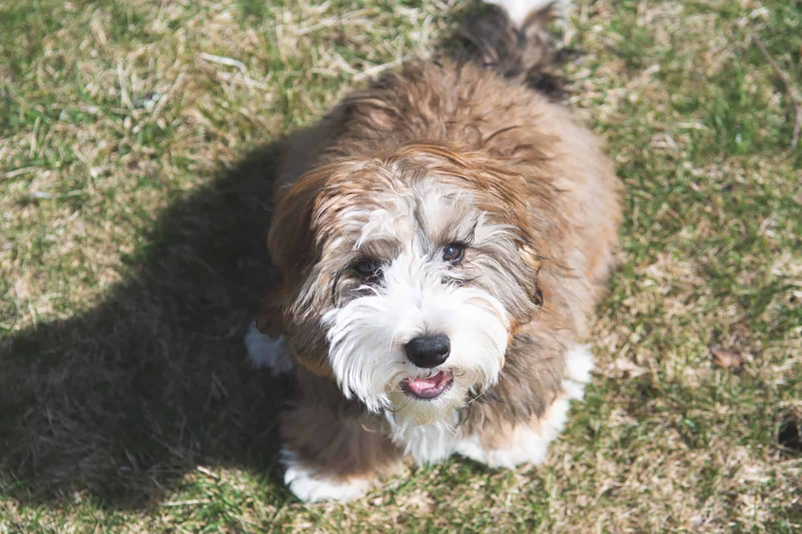 toy bernedoodle sittign on a lawn