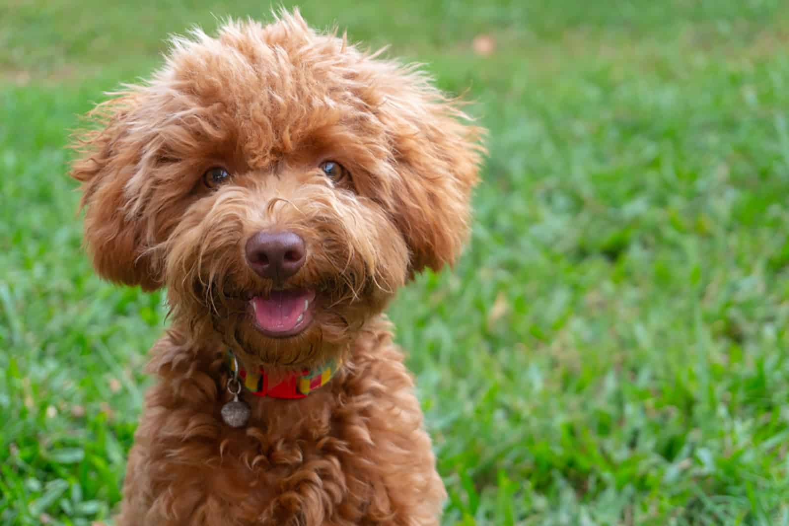 toy poodle in tha garden