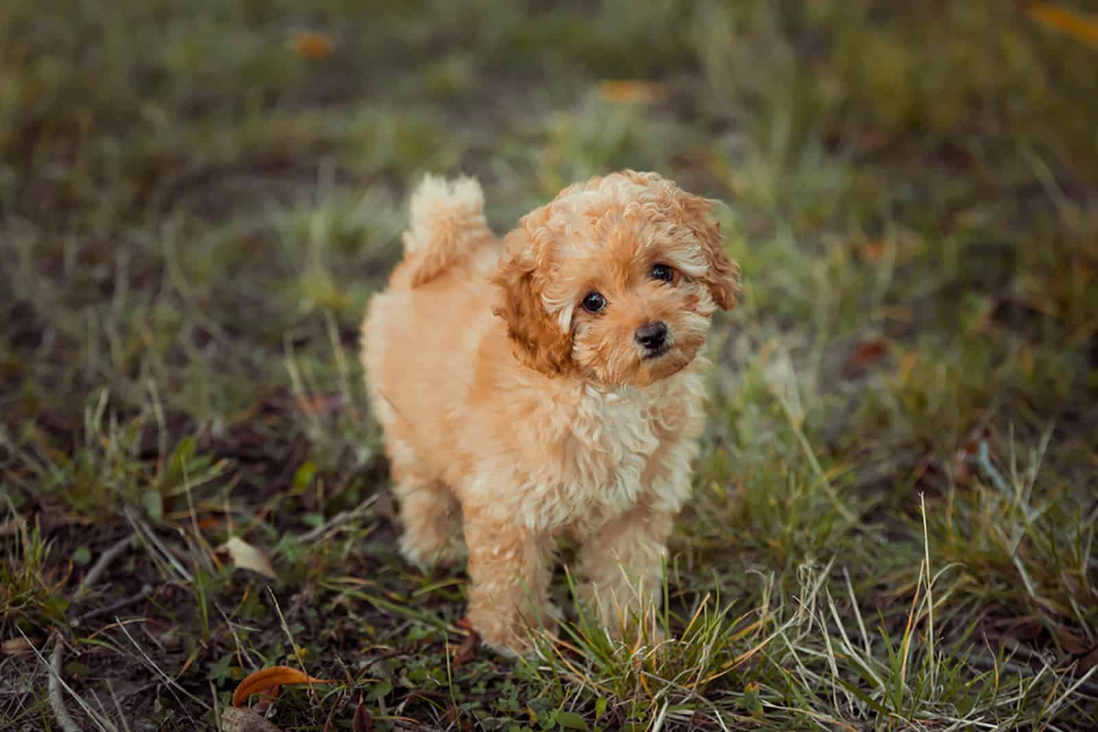 toy poodle standing on the grass