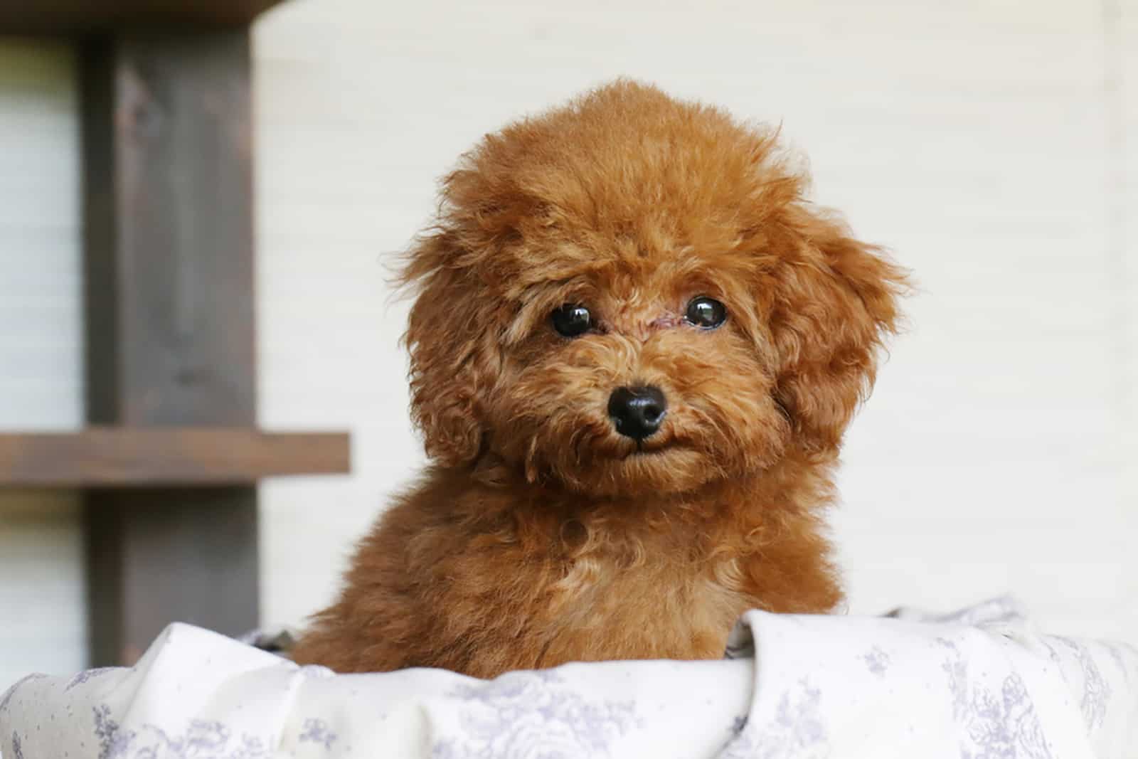 toy poodle sitting in the bed