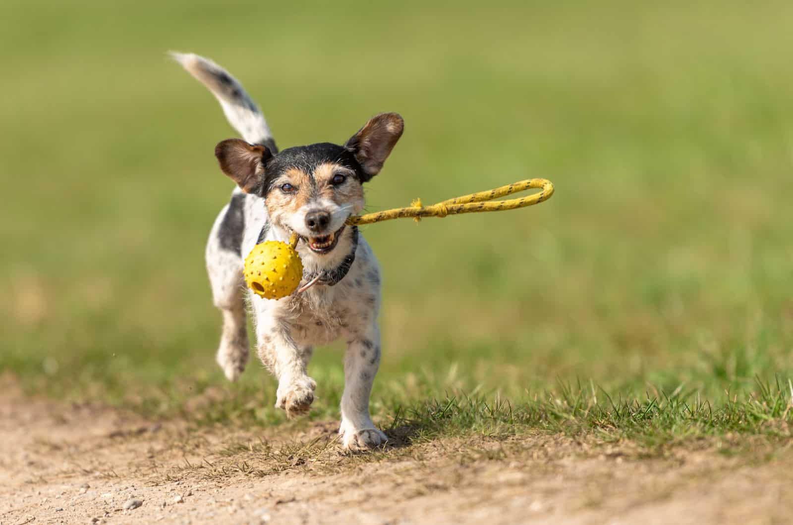 toy running with his toy