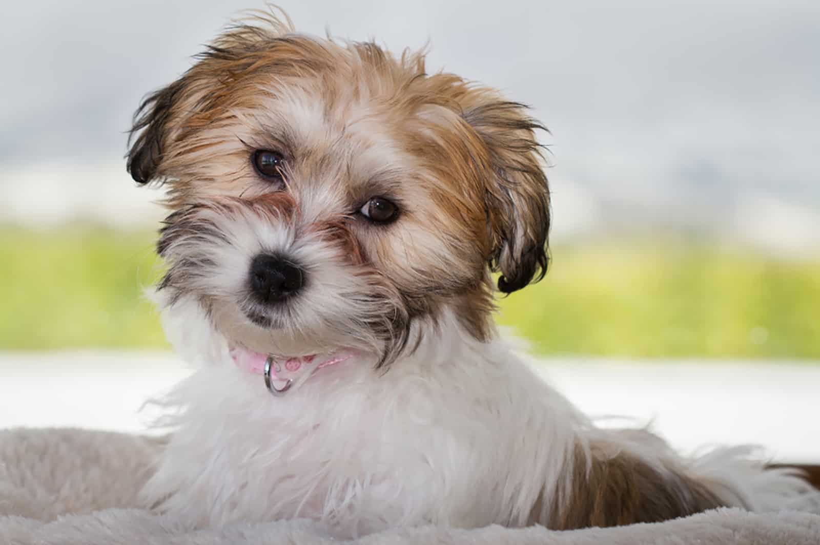 tri color cavachon dog outdoors