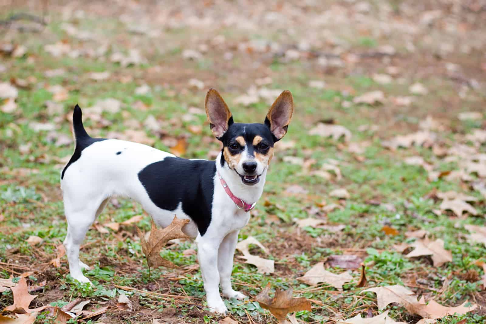 tricolor rat terrier standing in the park