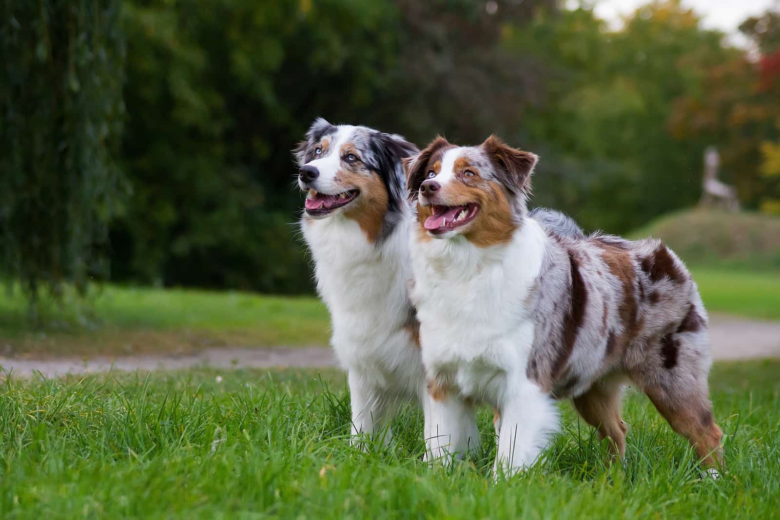 two Australian Shepherds standing outside