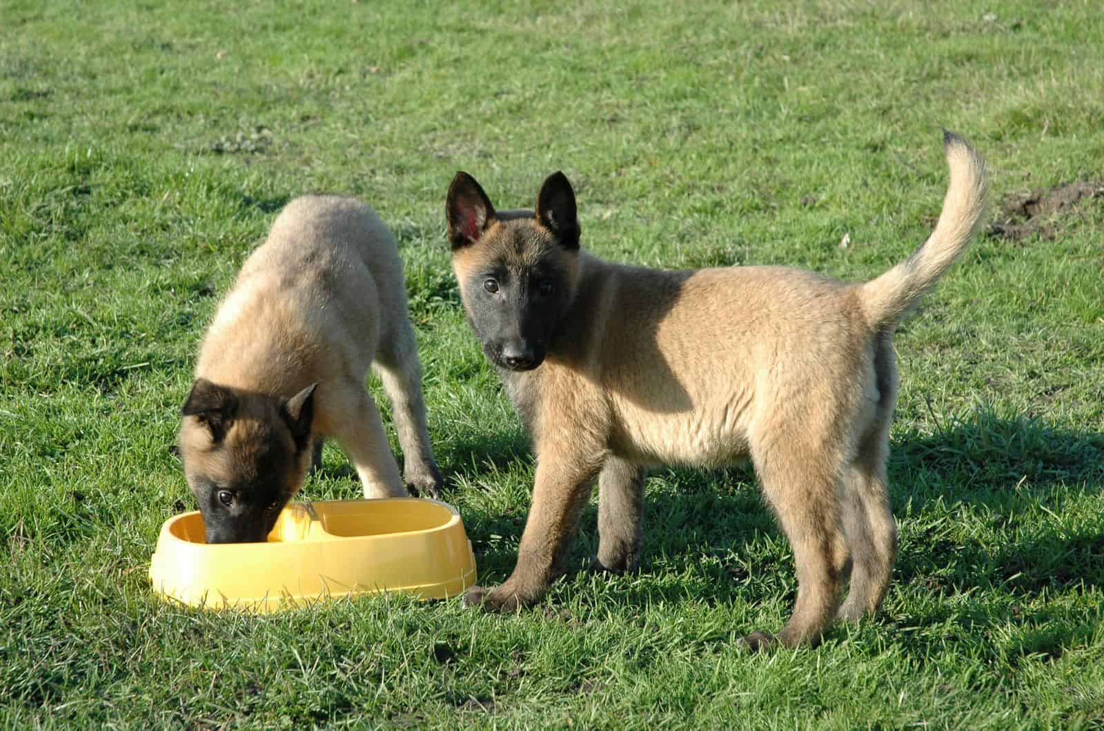 two Belgian Malinois puppies eating
