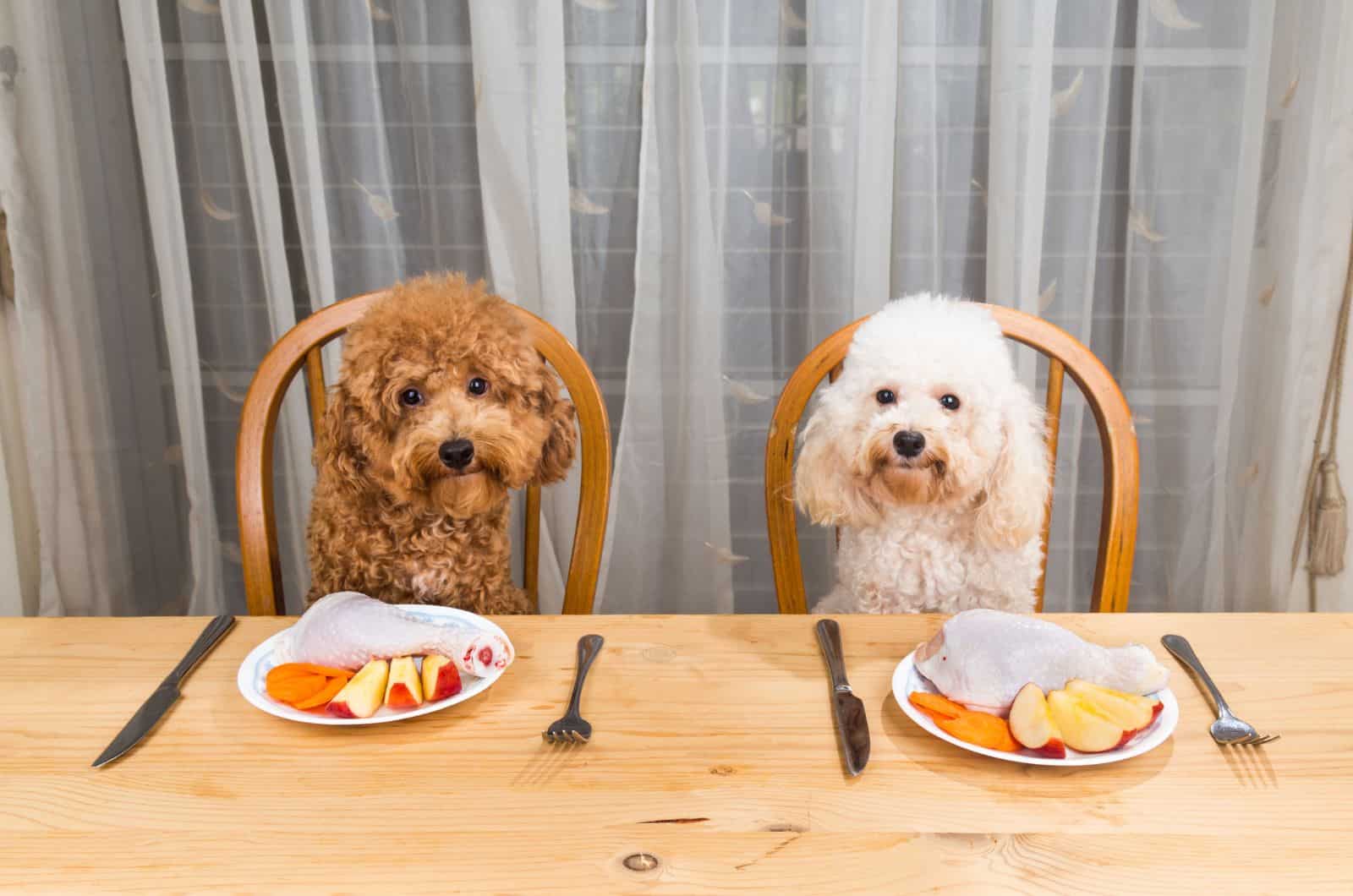 two Poodles sitting and waiting for food