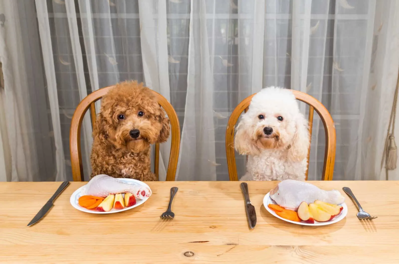 two Poodles sitting and waiting for food