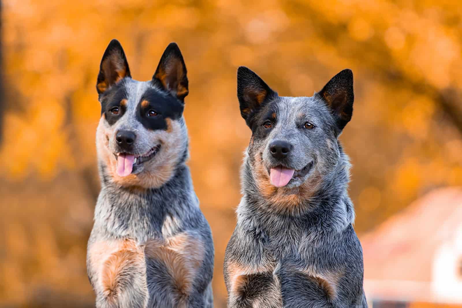 two australian cattle dogs in the park