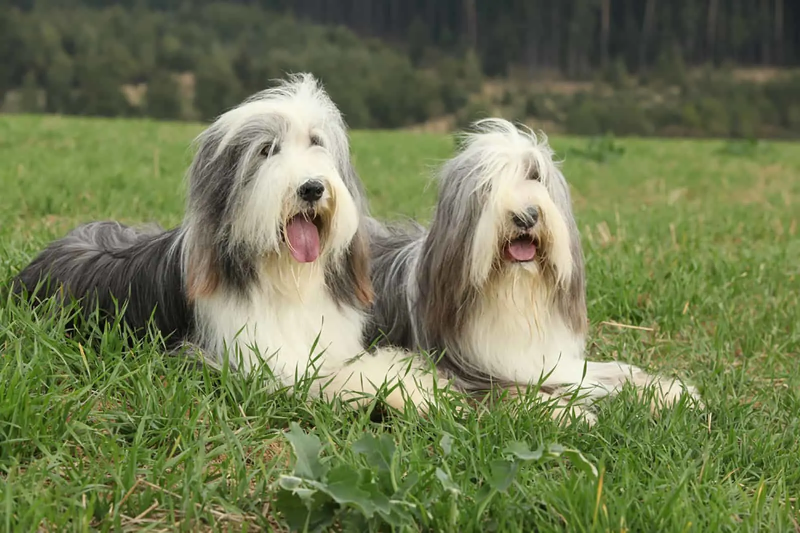 Two amazing bearded collies lying in the grass