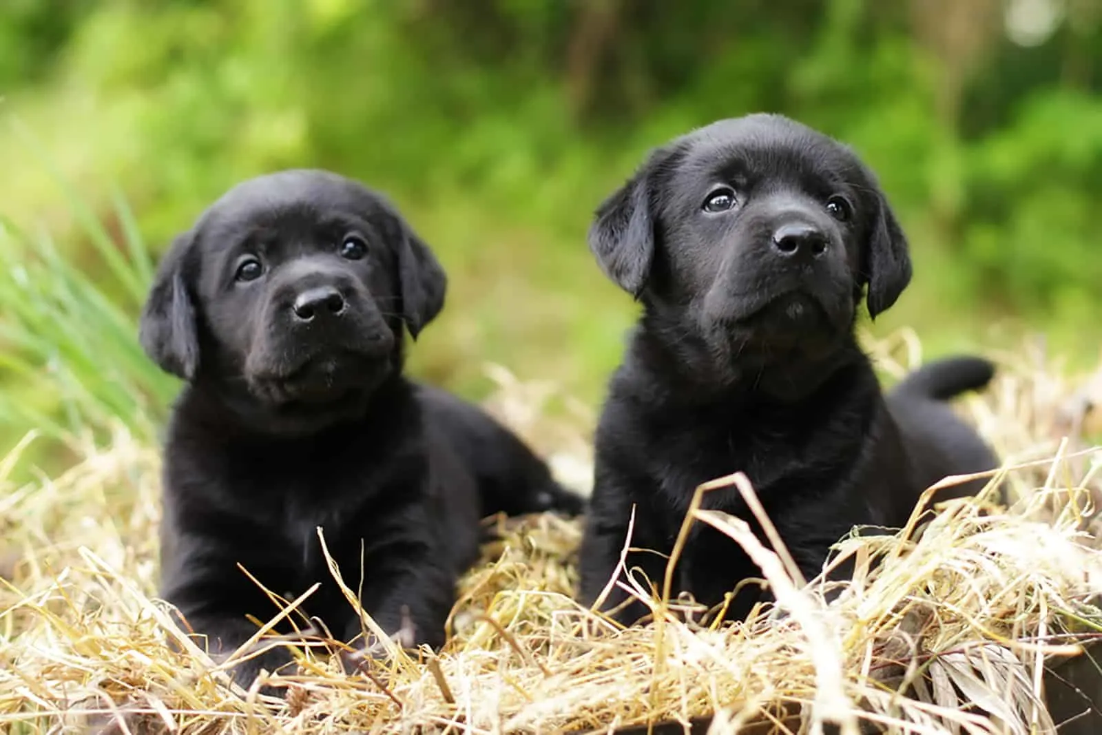 two black labrador puppies sitting in the straw