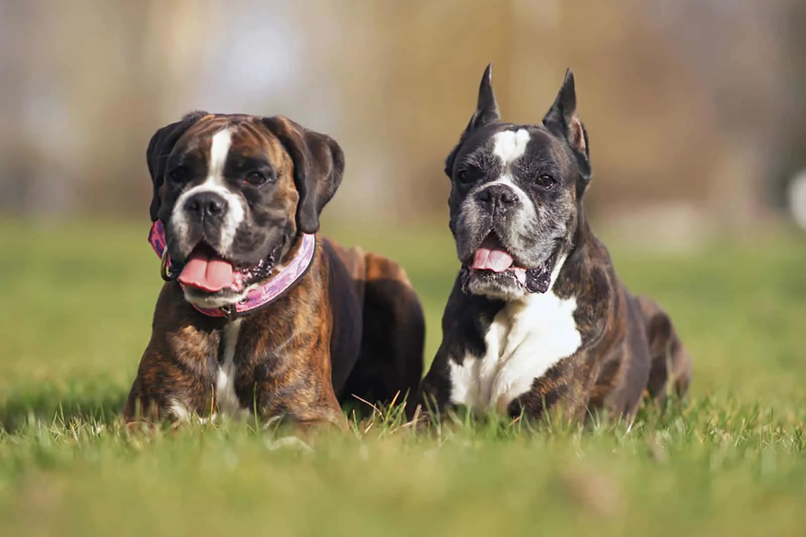 two brindle boxer dogs, one with normal ears and one with cropped ears