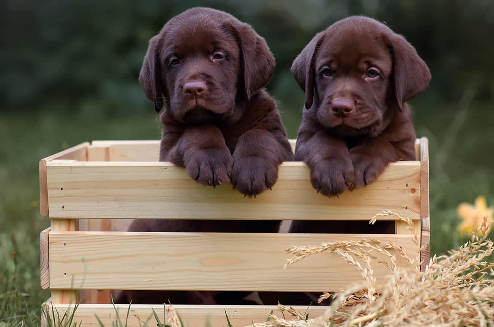 two chocolate labrador retriever sitting in a wooden box