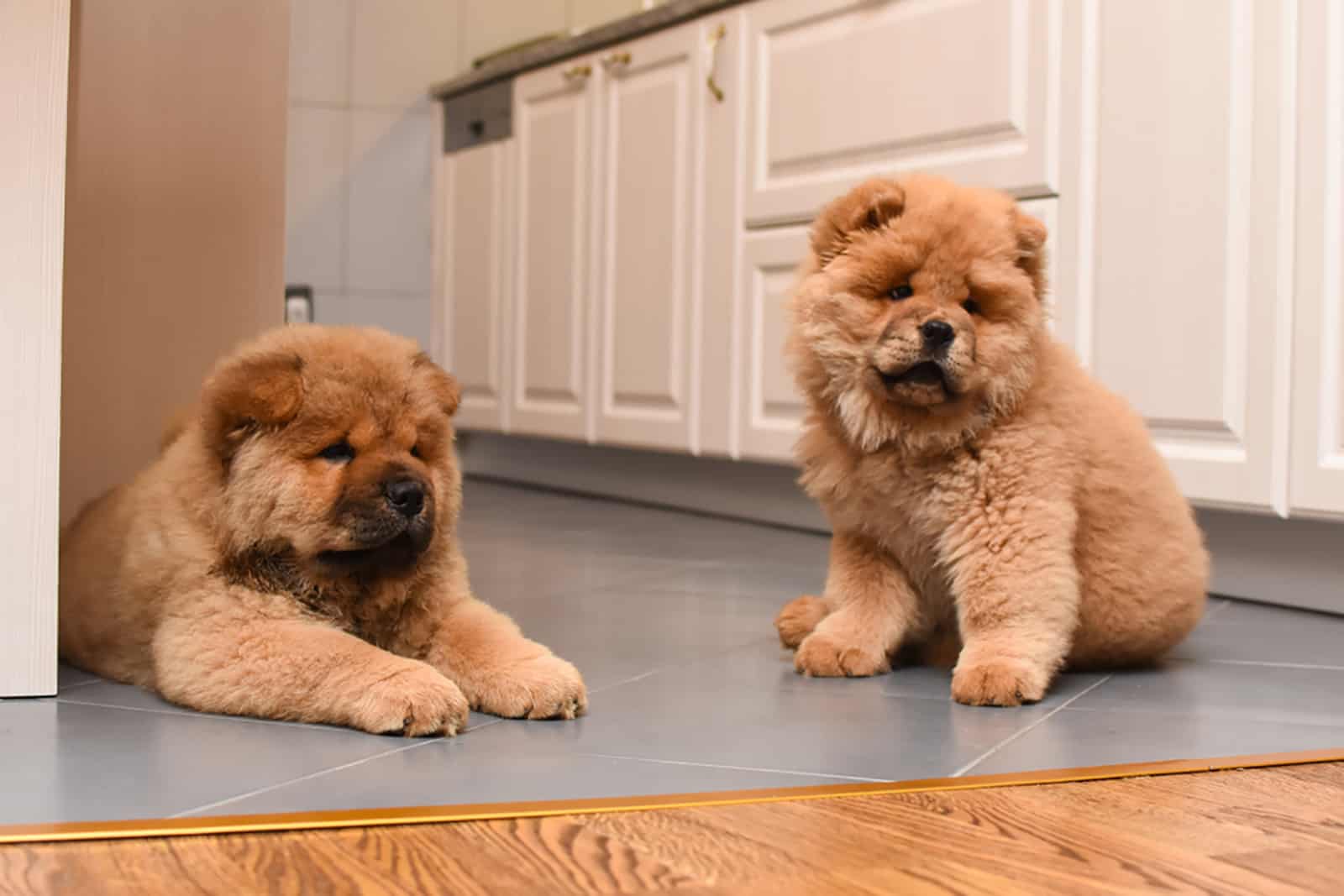 two chow chow puppy in the house