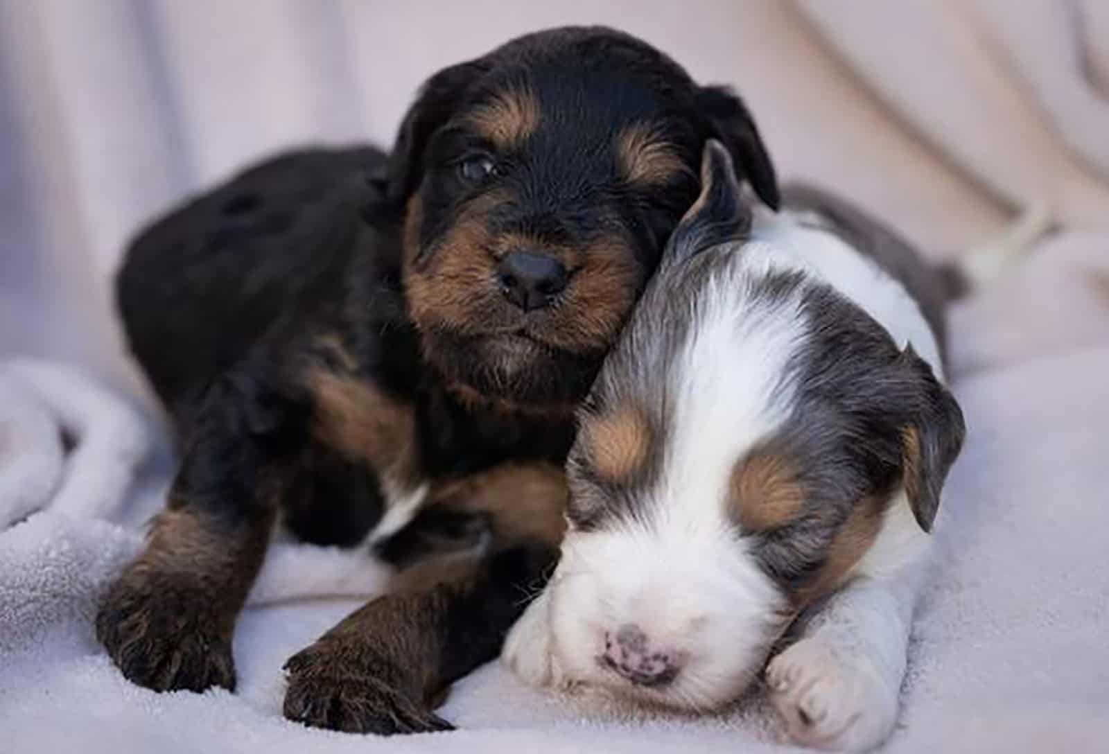 two cute aussiedoodle puppies sleeping together