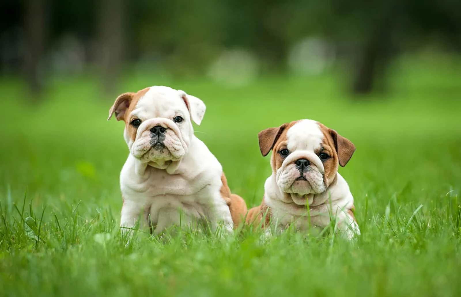 two english bulldog puppies sitting in the grass in the park