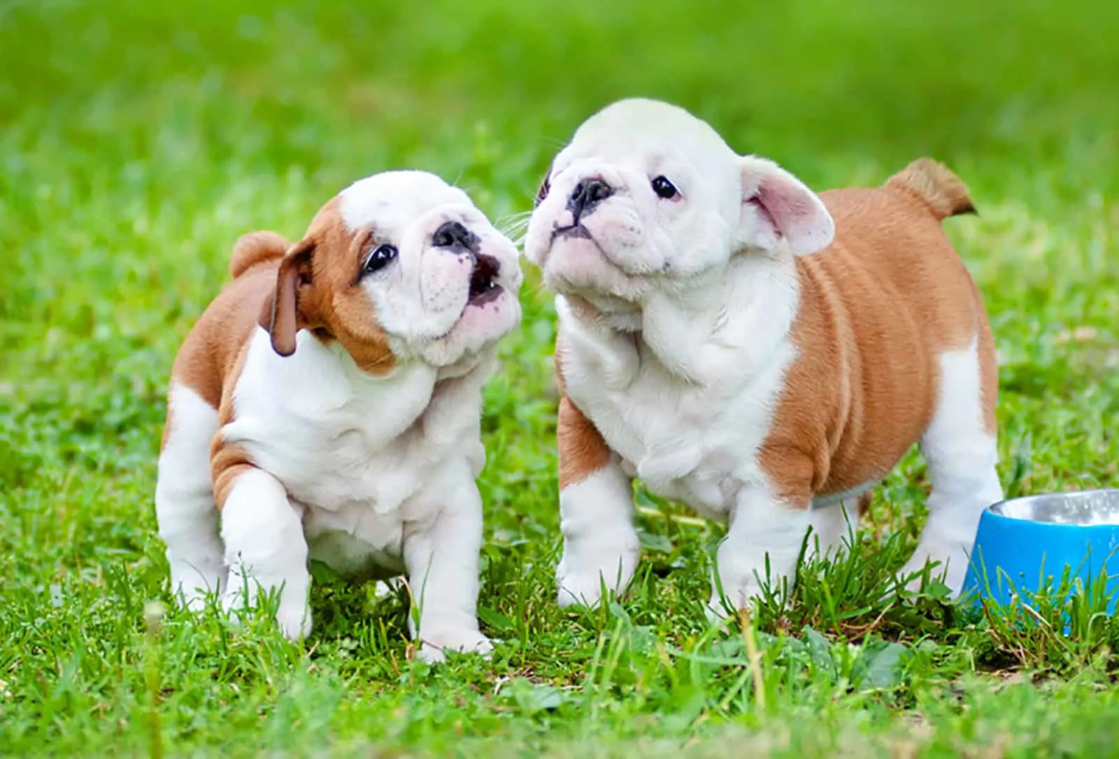 two english bulldog puppies standing beside a blue bowl