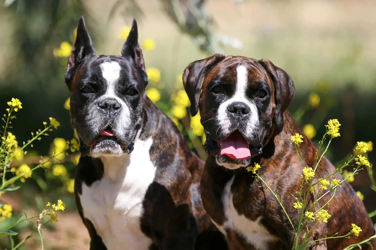 two german boxer dogs in a medow