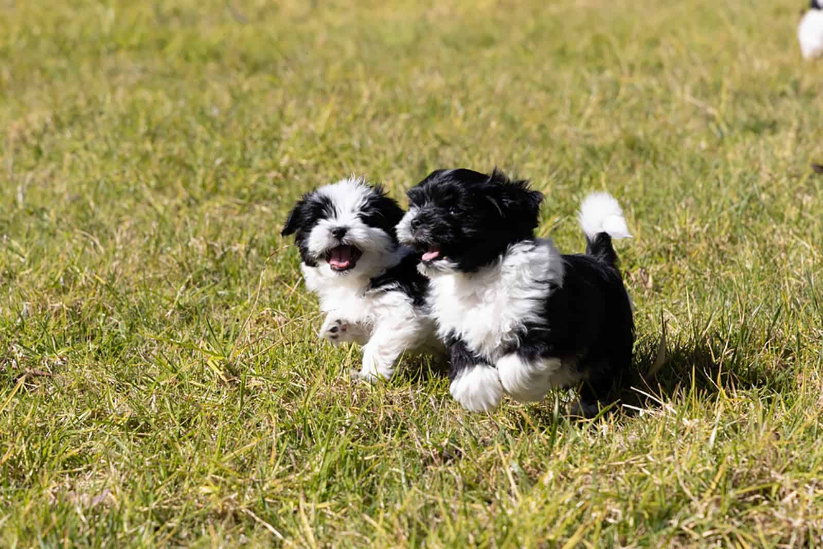 two havanese puppies playing