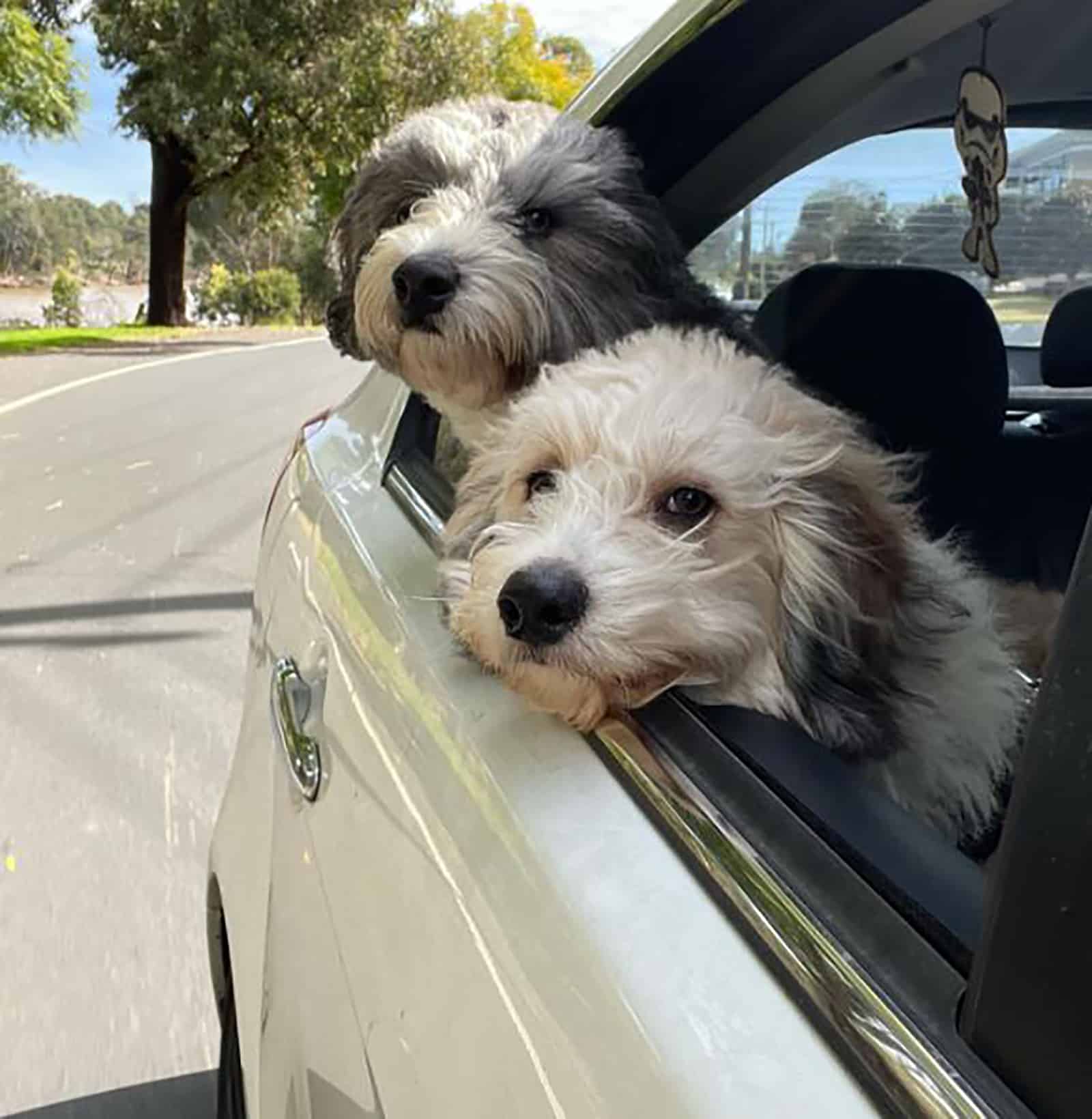 two mini bordoodle dogs in the car