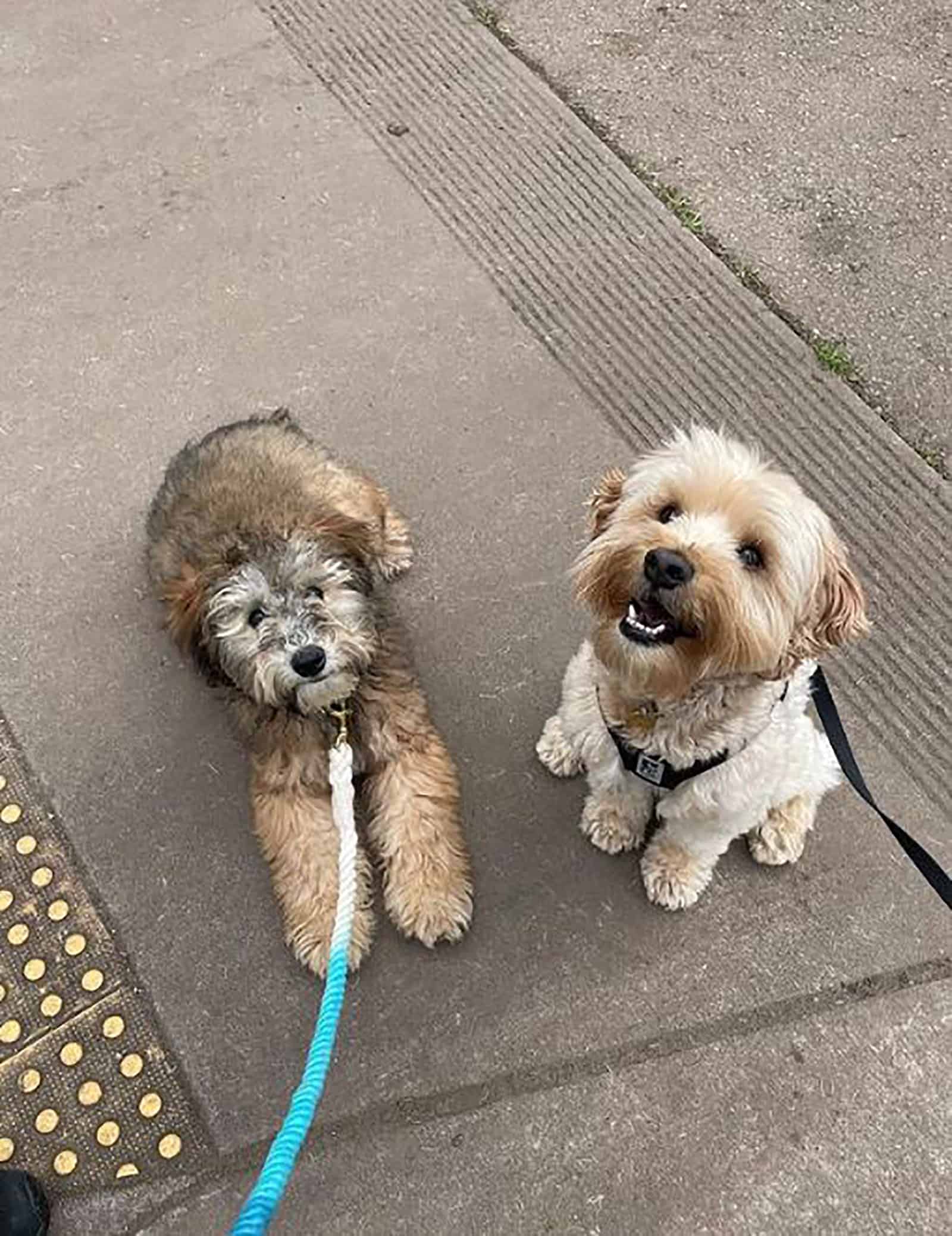 two mini whoodle dogs sitting together