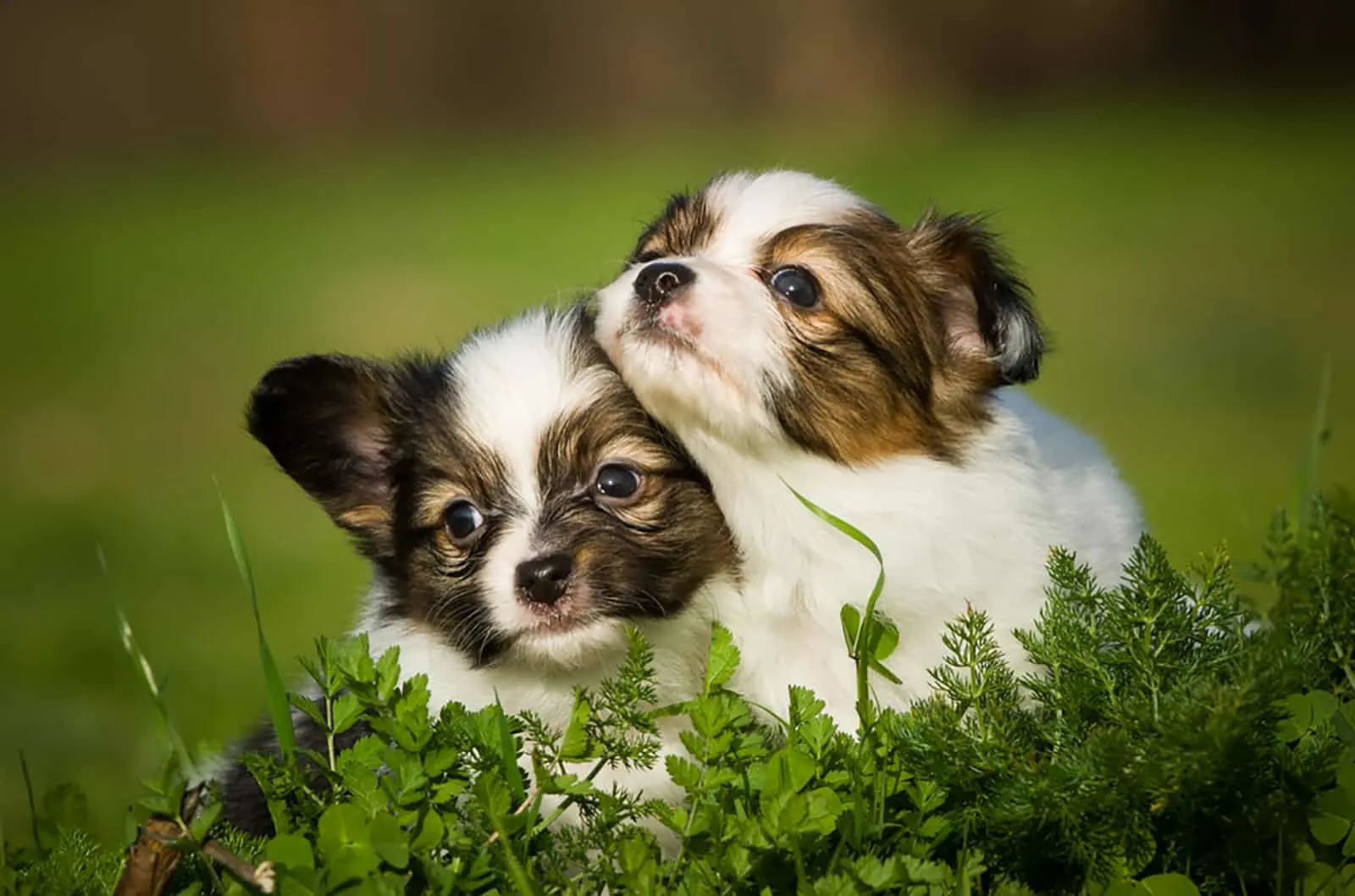 two papillon puppies in the garden
