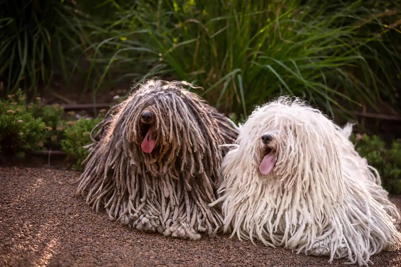 two puli dogs outdoors