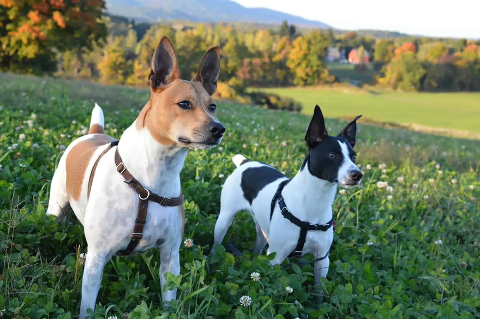 two rat terrier dogs in a meadow