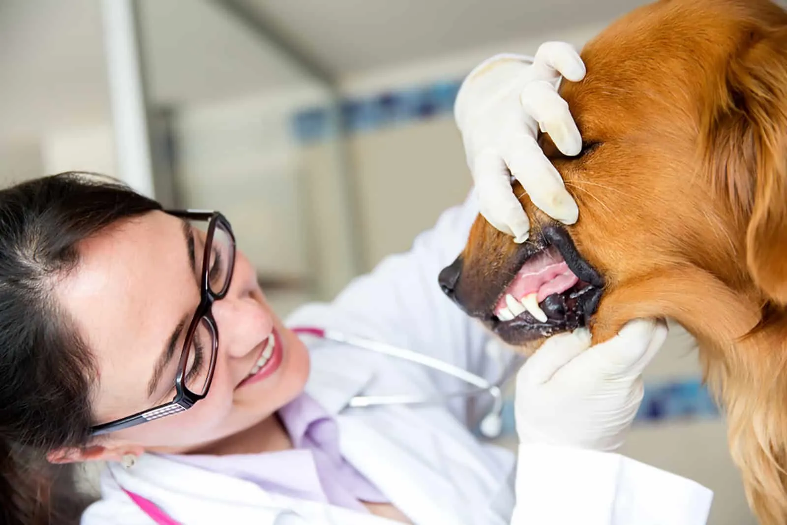 vet checking dog's gums at the examination at