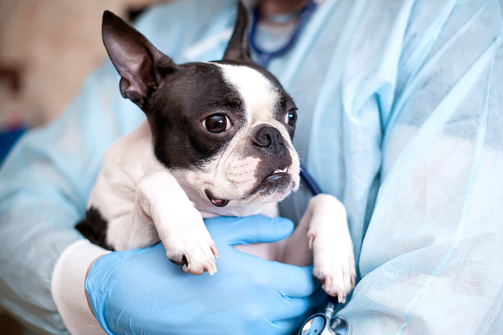 veterinarian holding a boston terrier dog in hands