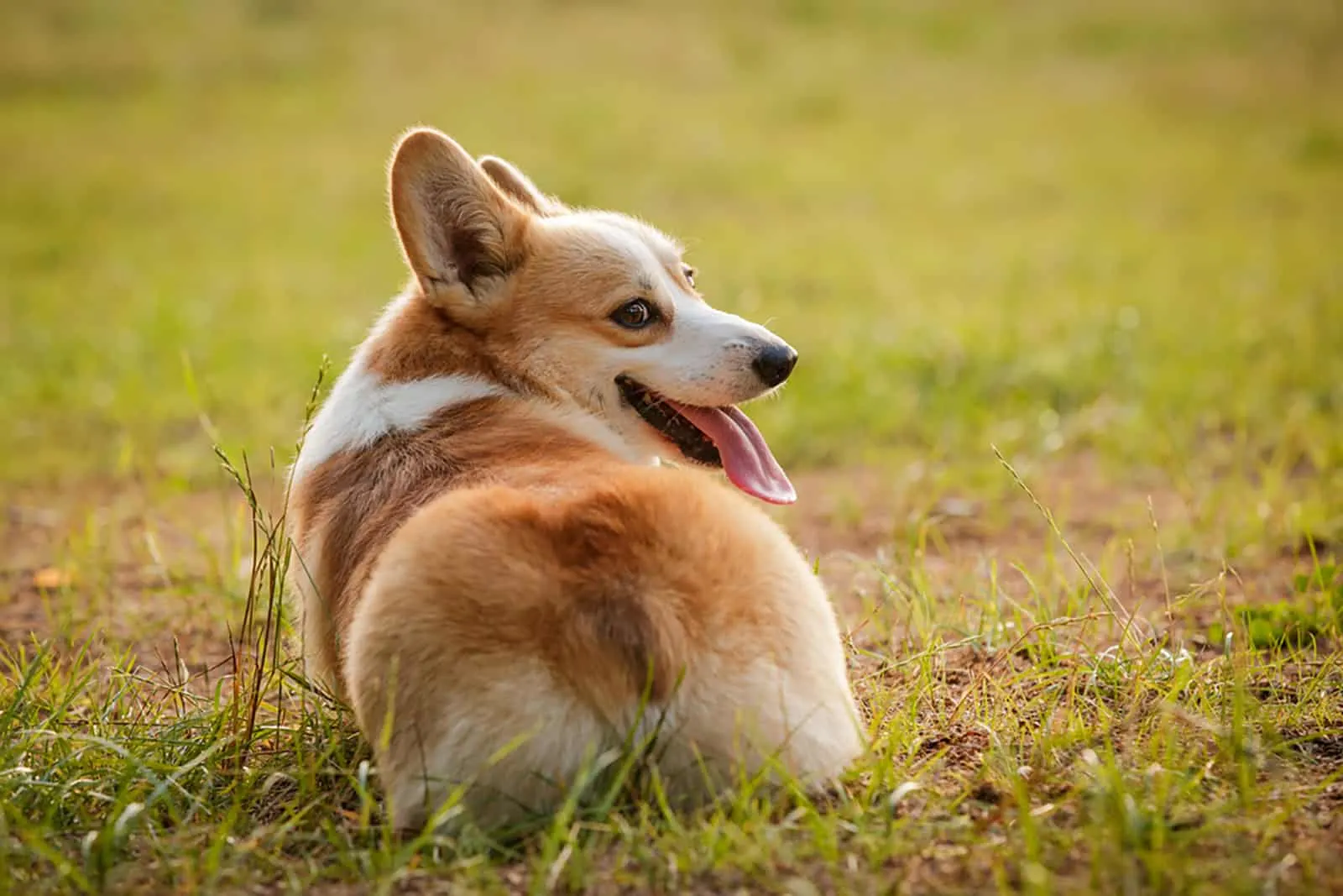 welsh corgi lying on the grass in the park
