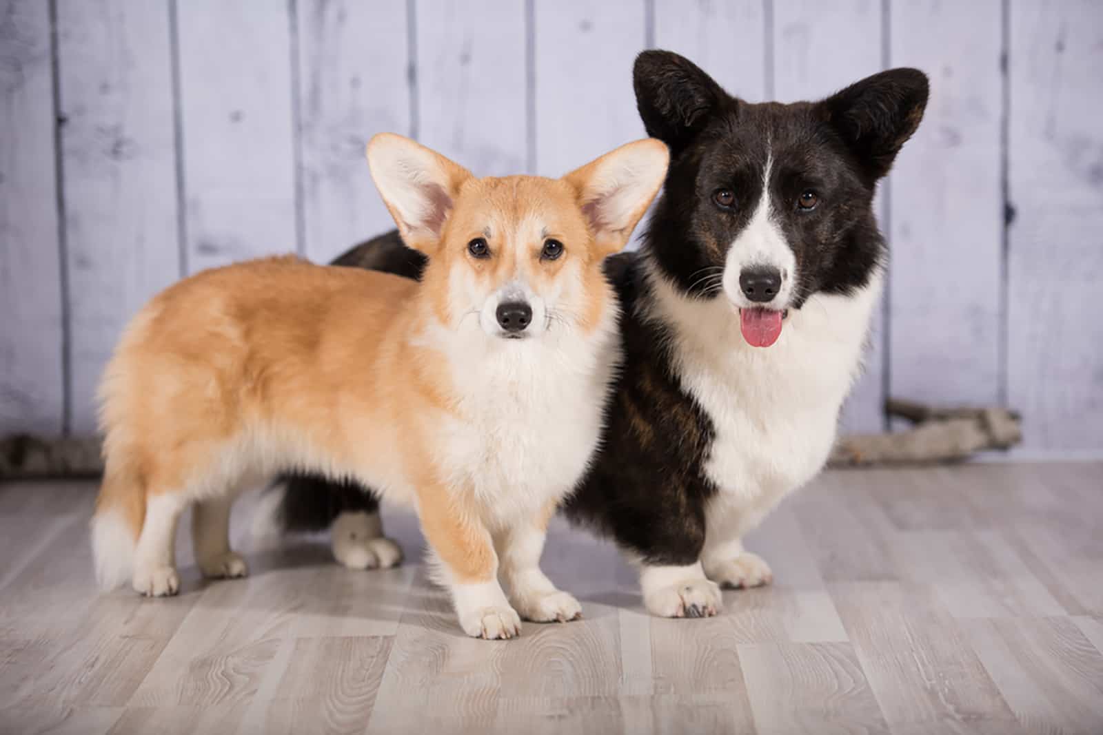 welsh corgi pembroke and welsh corgi cardigan standing close to each other