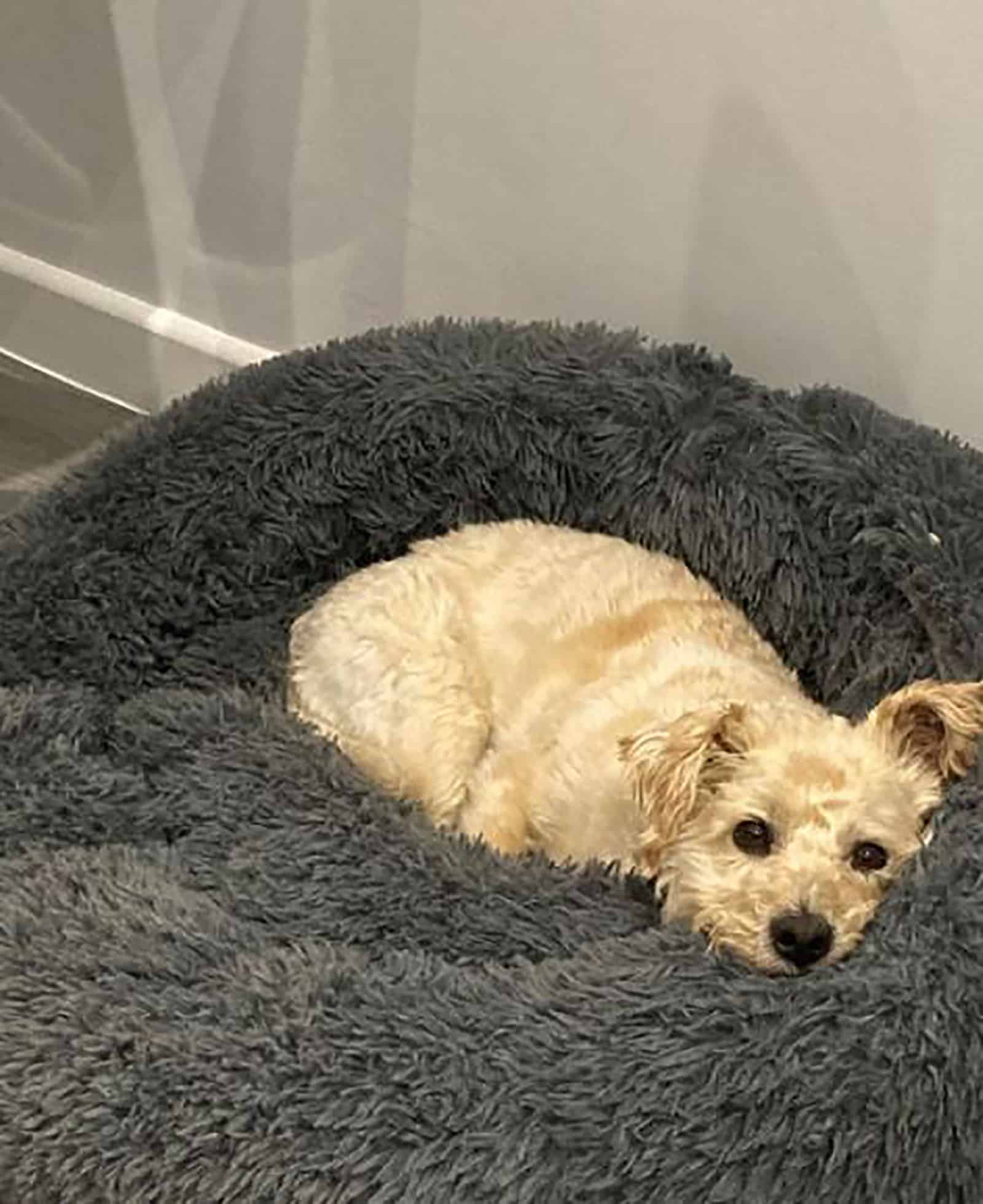 westiepoo dog lying in the bed