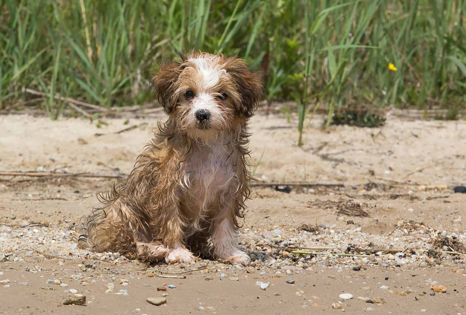 wet havanese puppy sitting on the beach