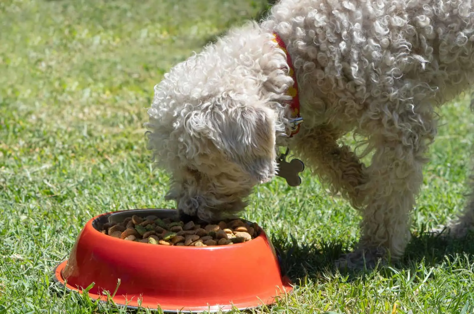 white Poodle eating from bowl outside