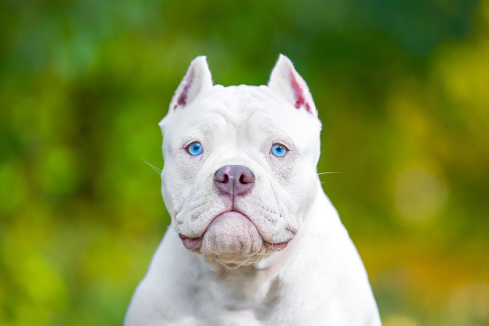 Bully Ear Cropping A Barbaric Method Or A Bare Necessity bully-ear-cropping-a-barbaric-method-or-a-bare-necessity