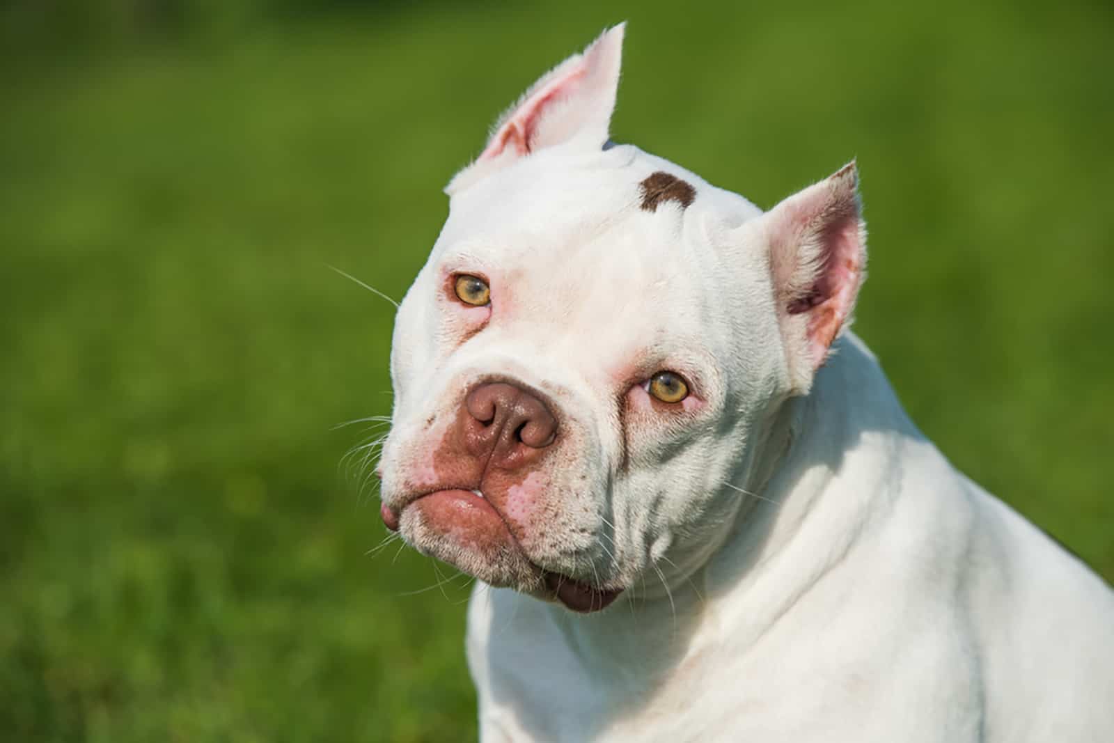 white american bully puppy dog with cropped ears