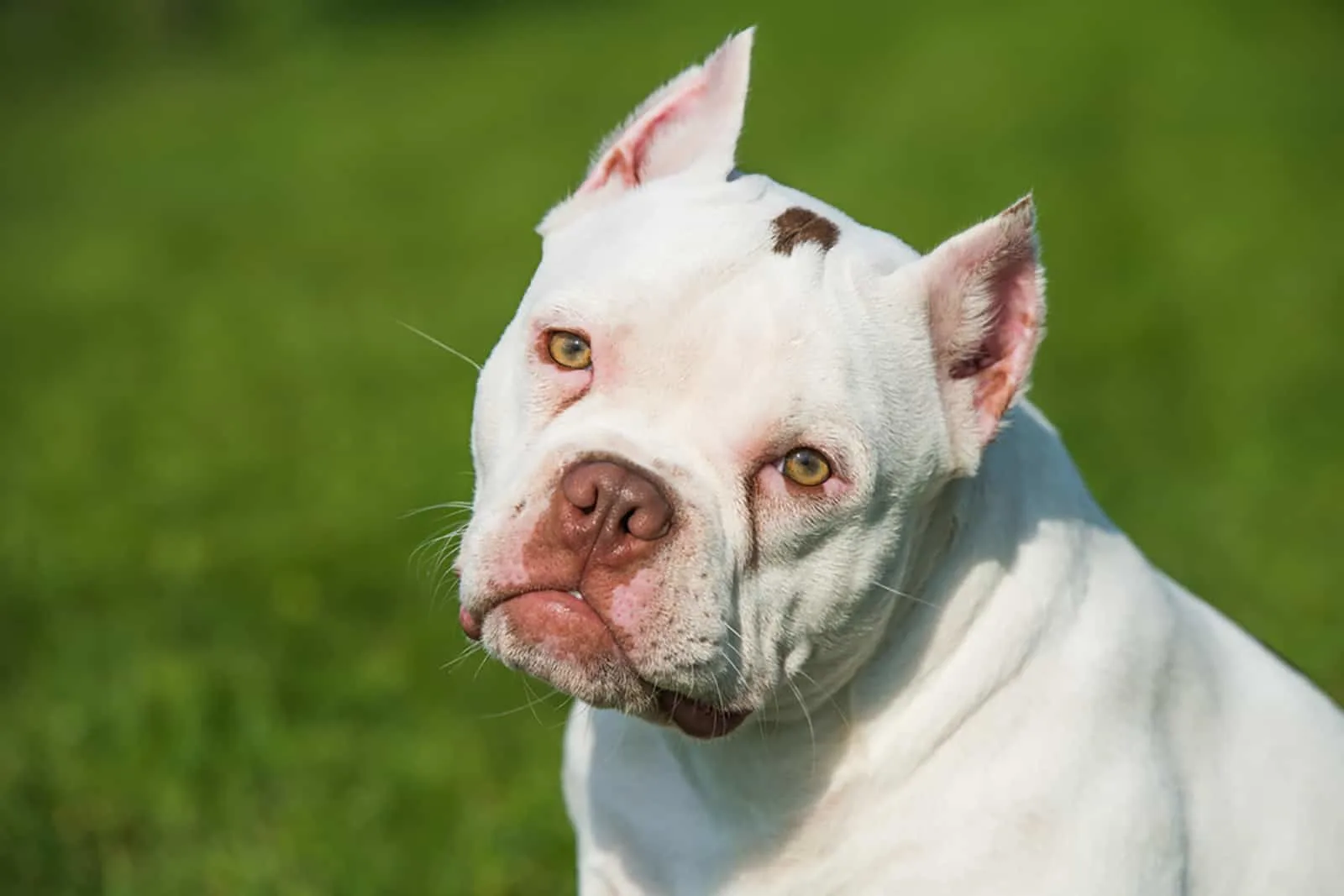 white american bully puppy dog with cropped ears