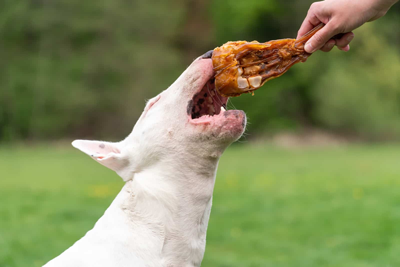 white bull terrier grabbing a meat treat from his owner