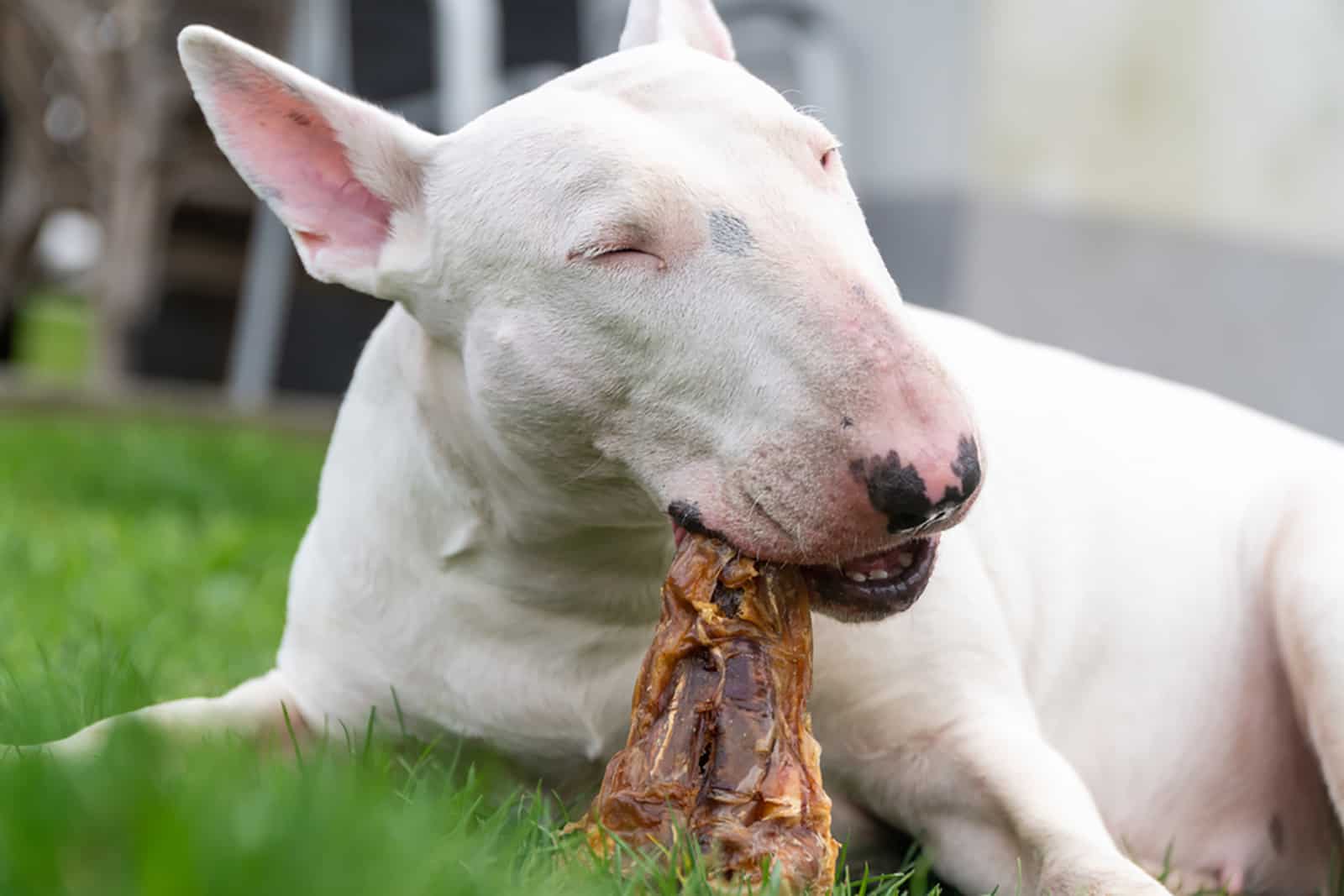White bull terrier enjoying a meat treat