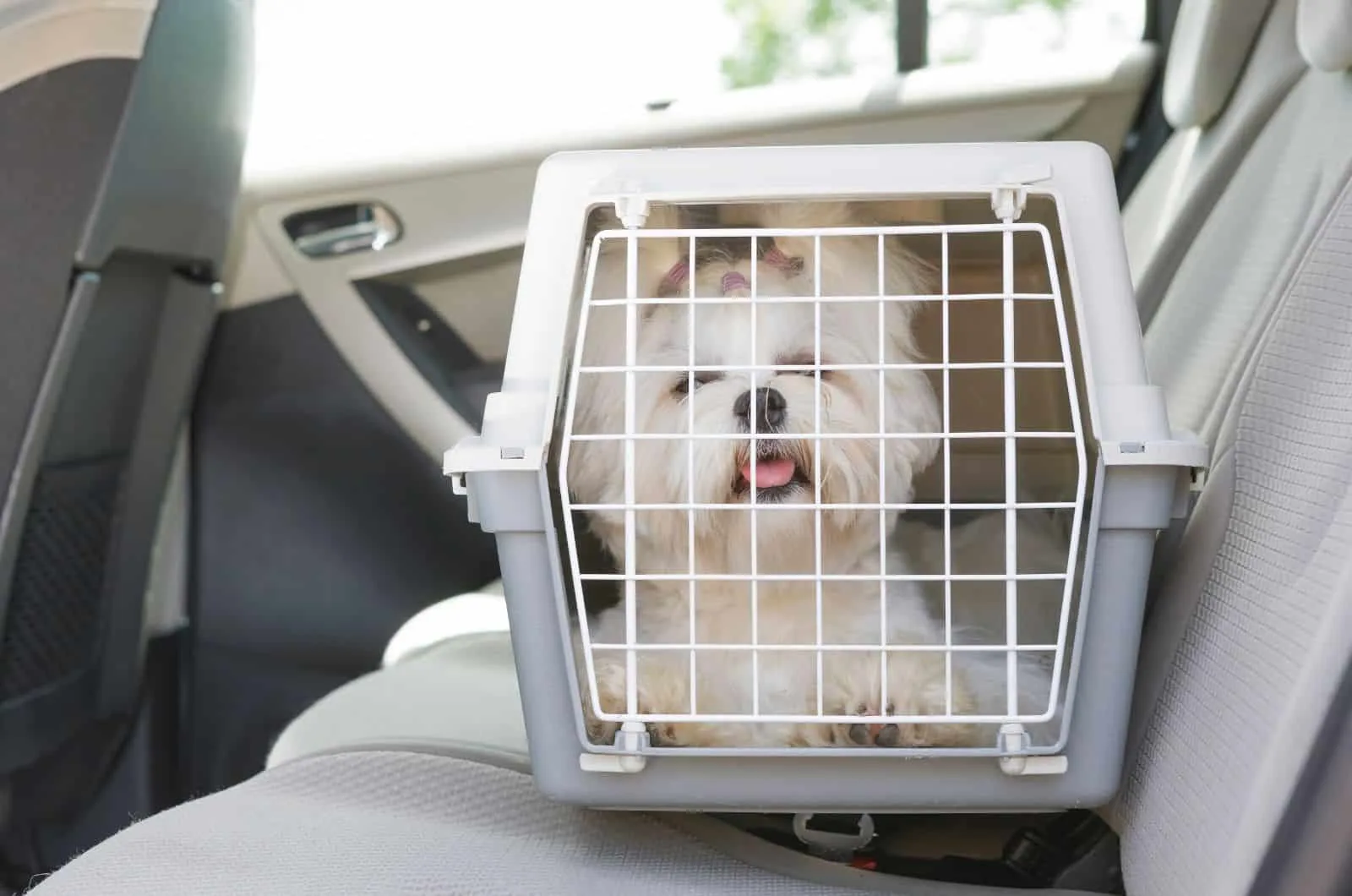 white dog in crate in car