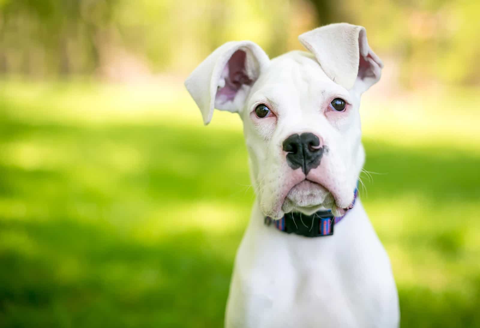white great dane puppy with large floppy ears
