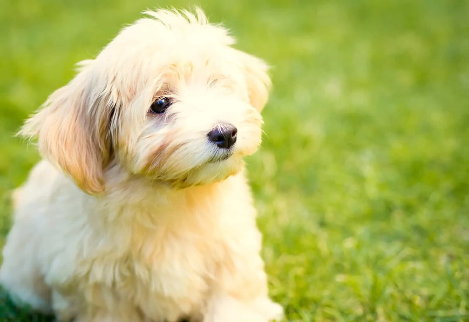 white havanese puppy on the grass