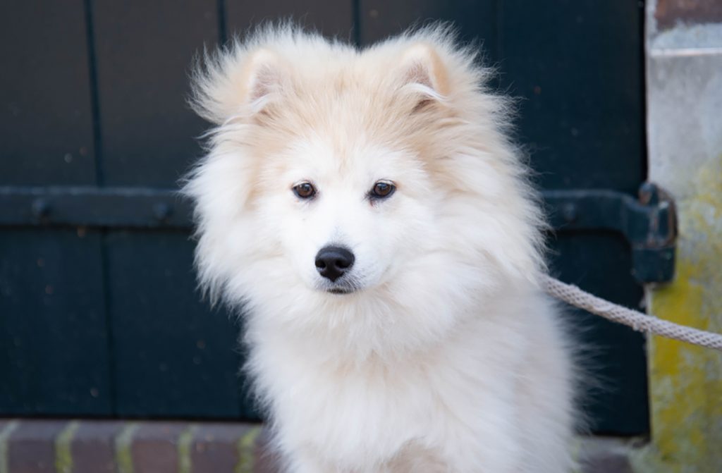 pomsky-colors-6-shades-of-fluff
