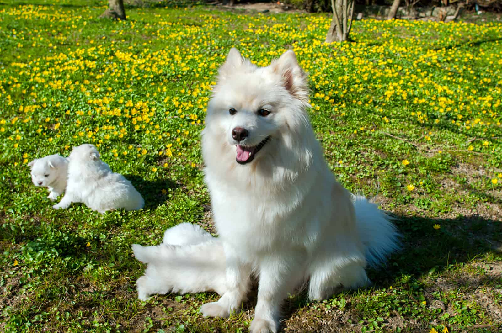white pomsky dog and puppies sitting in the grass