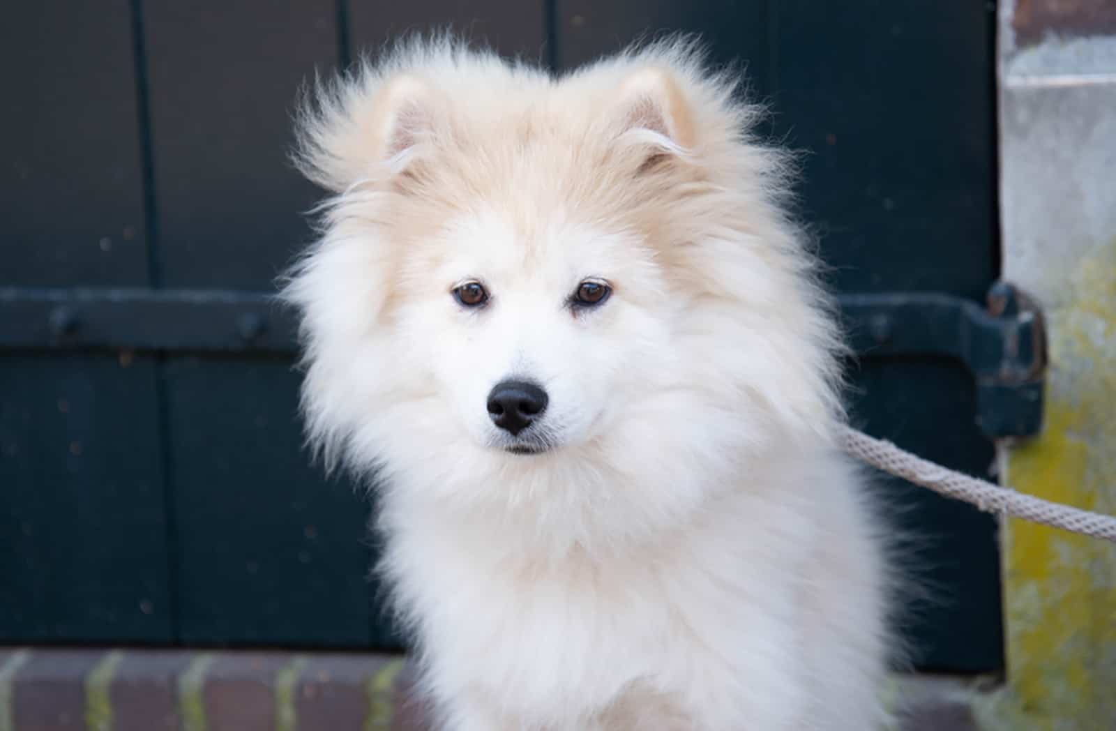 white pomsky dog outdoors