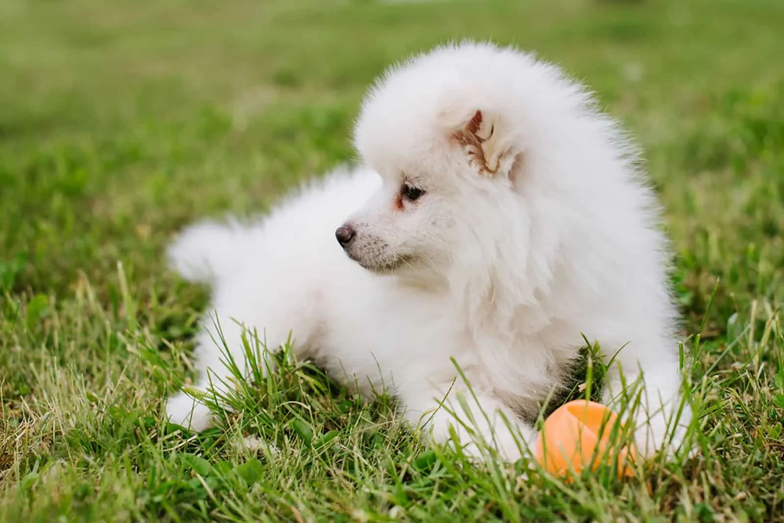 white pomsky puppy playing with a ball in the park